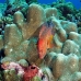 grouper_coral_jr_v_0705_png0434.jpg